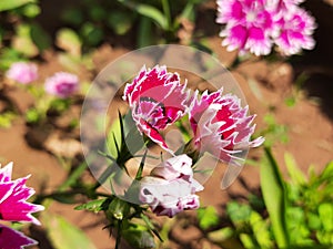 Sweet William flower in garden.Â 